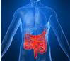 Sistema Digestivo, Colon, Hígado